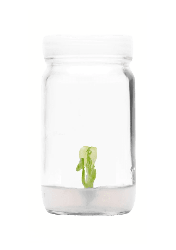 tissue culture kit